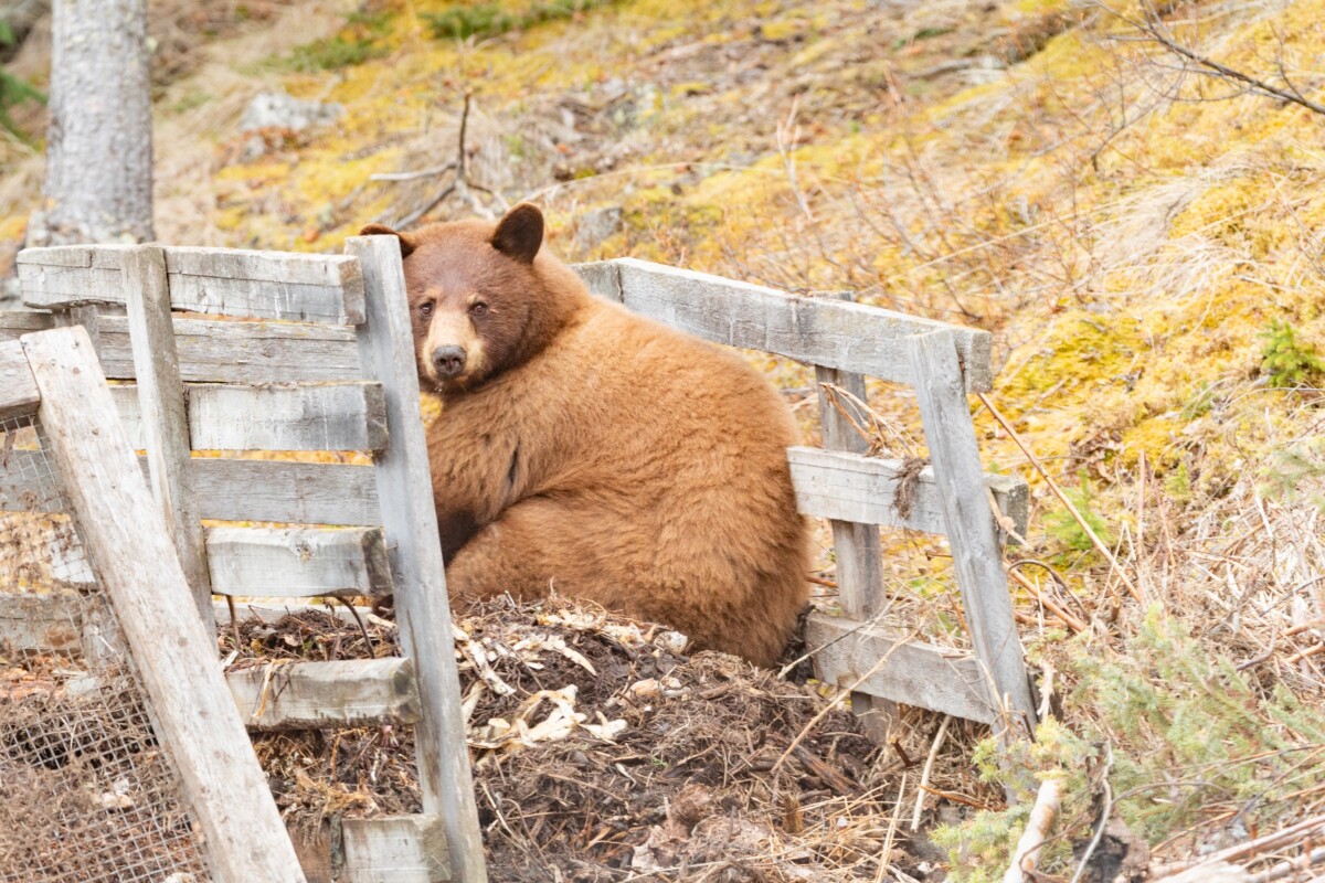 Black bear lying in compost bin.