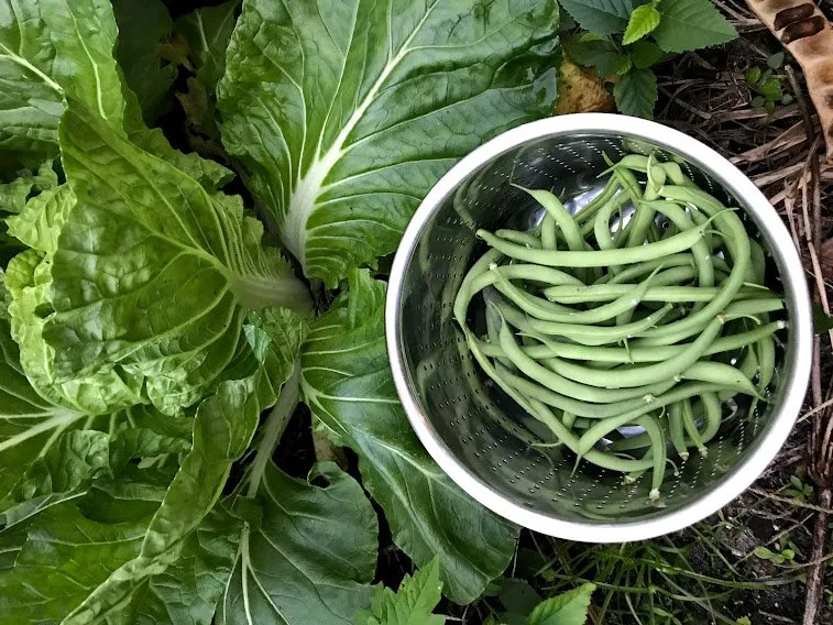Bok choy growing in garden, bowl of green beans. 