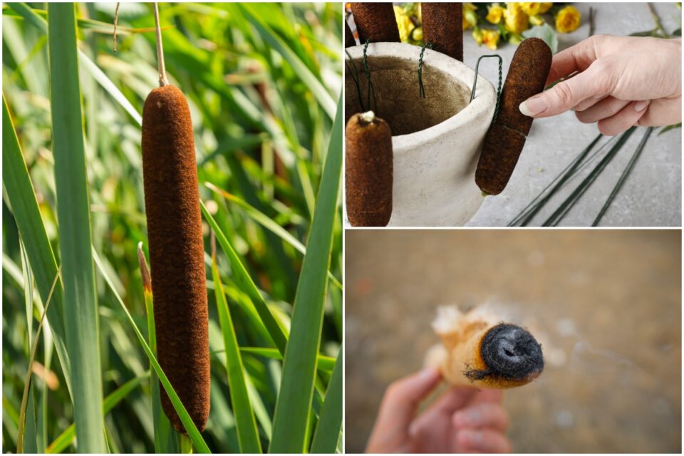 15 Reasons To Forage For Cattail All Year Round