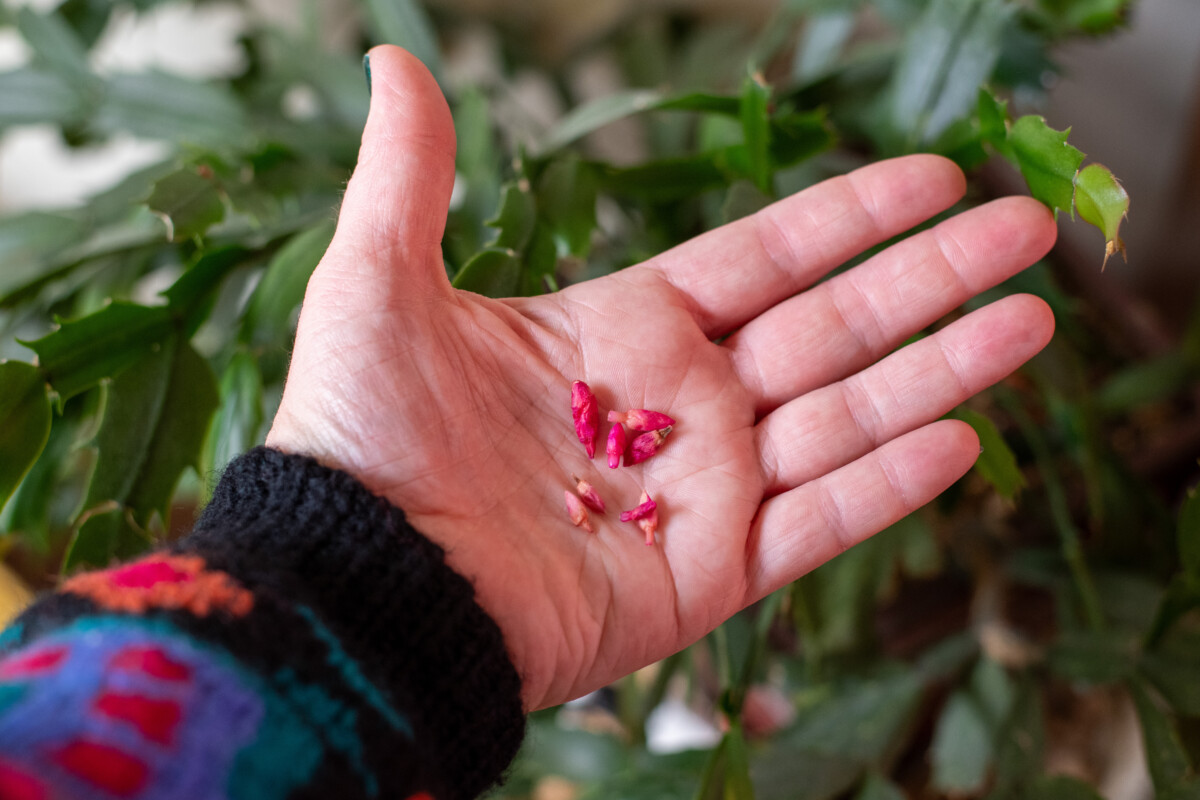 Woman's hand holding aborted holiday cactus buds. 