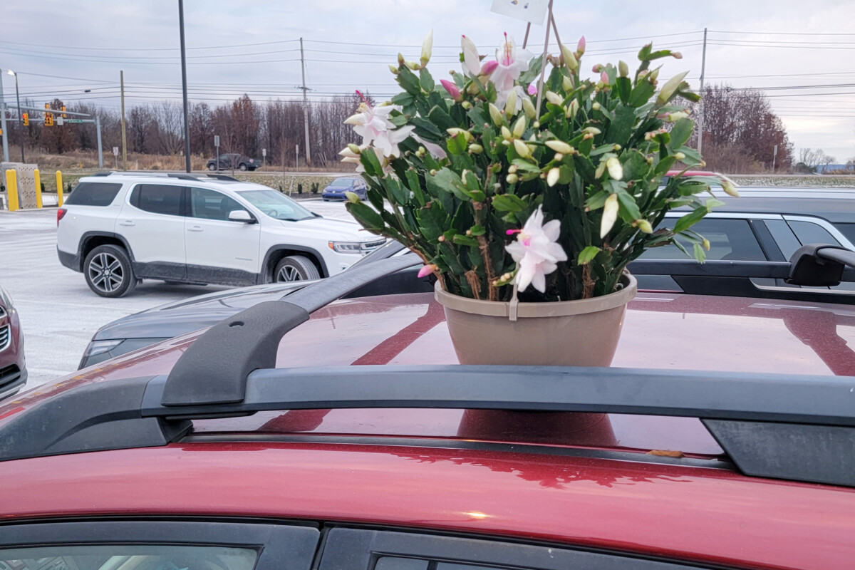 Christmas cactus on top of a car