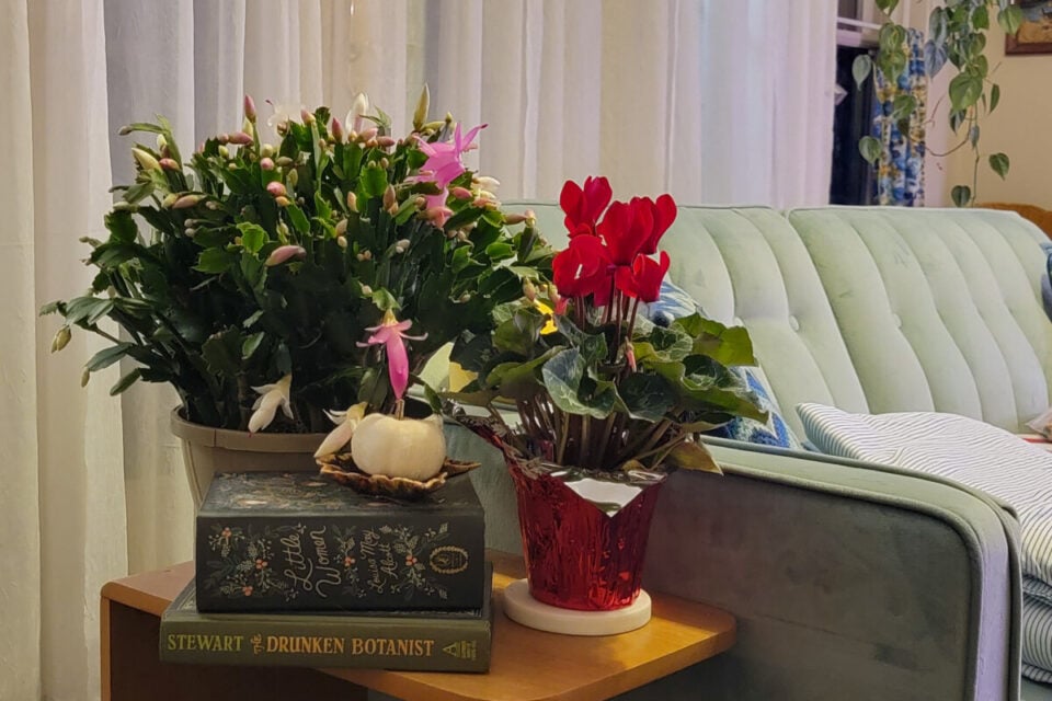 Bud Blast The Reason Your Christmas Cactus Is Dropping Buds & How To