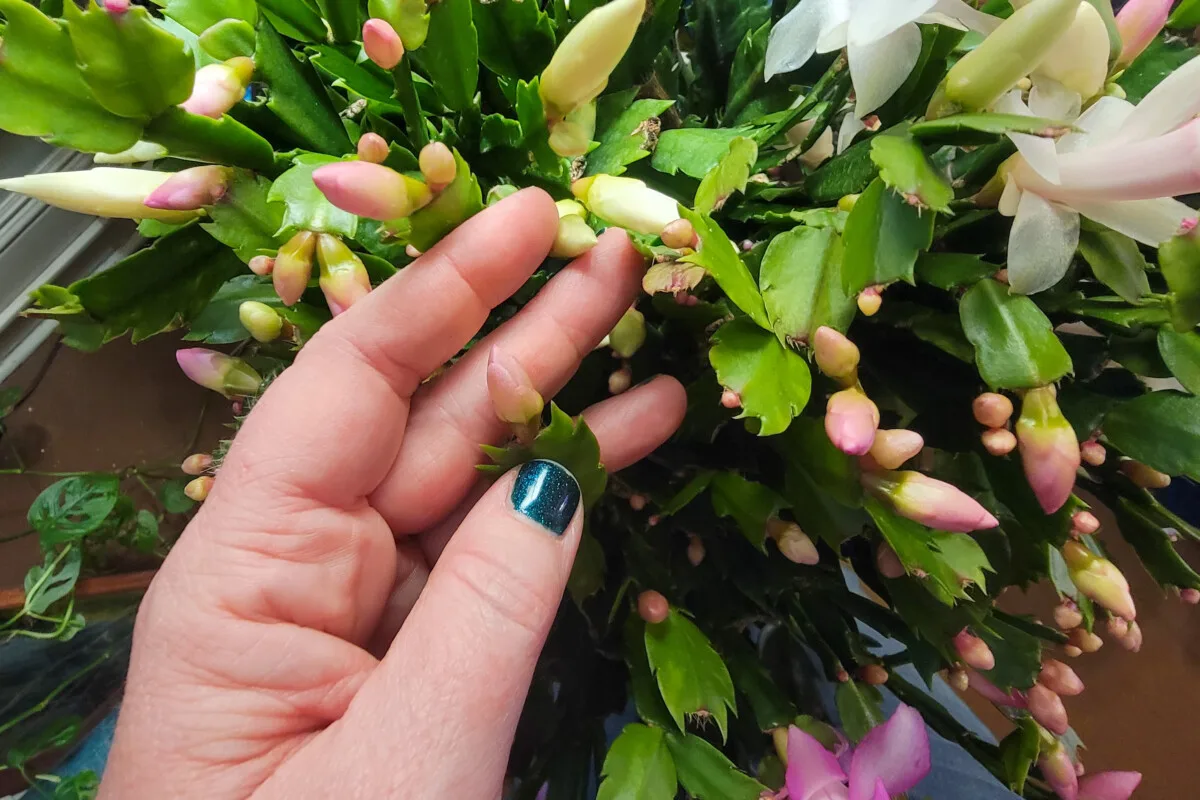 Woman's hand holding a bud on a holiday cactus