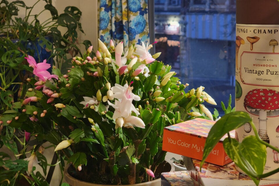 Bud Blast The Reason Your Christmas Cactus Is Dropping Buds & How To