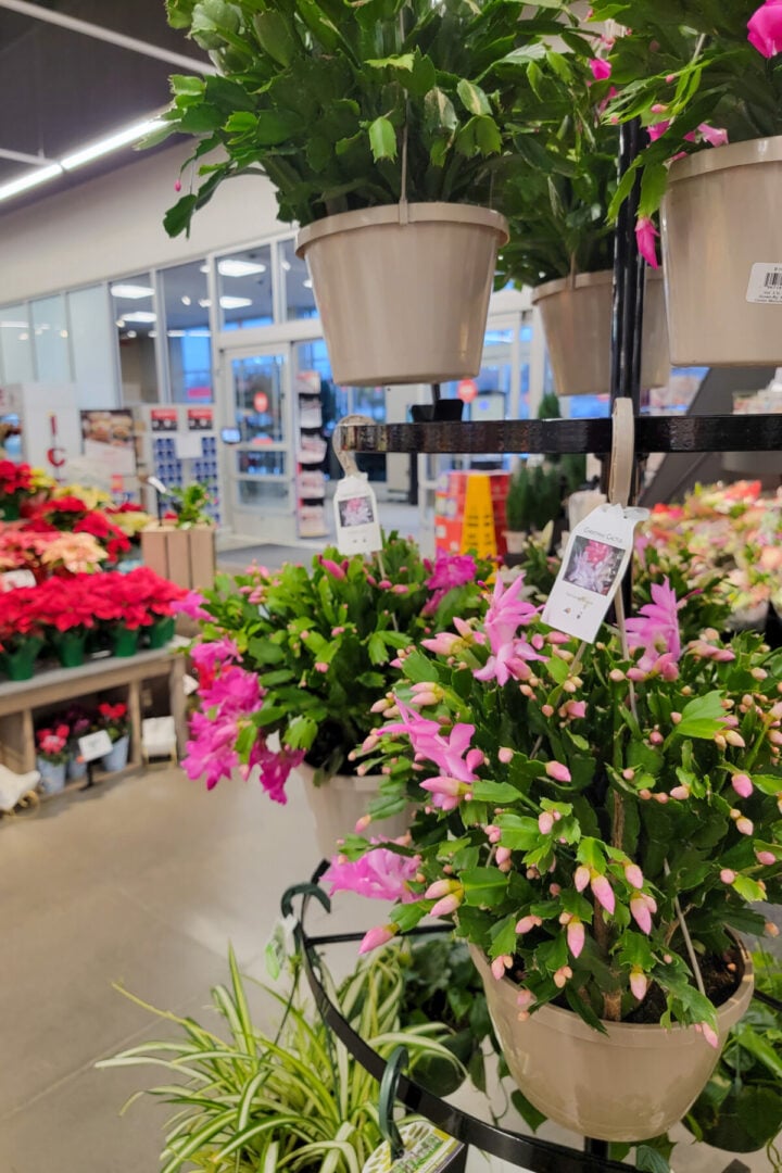 Bud Blast The Reason Your Christmas Cactus Is Dropping Buds & How To