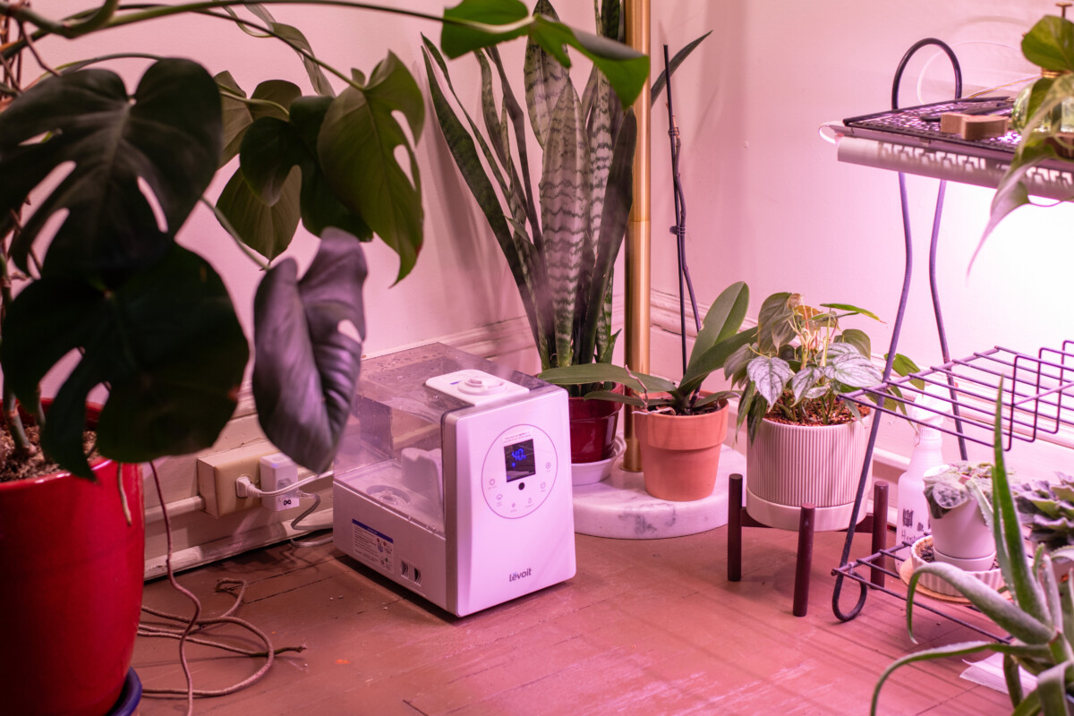 Humidifier among plants