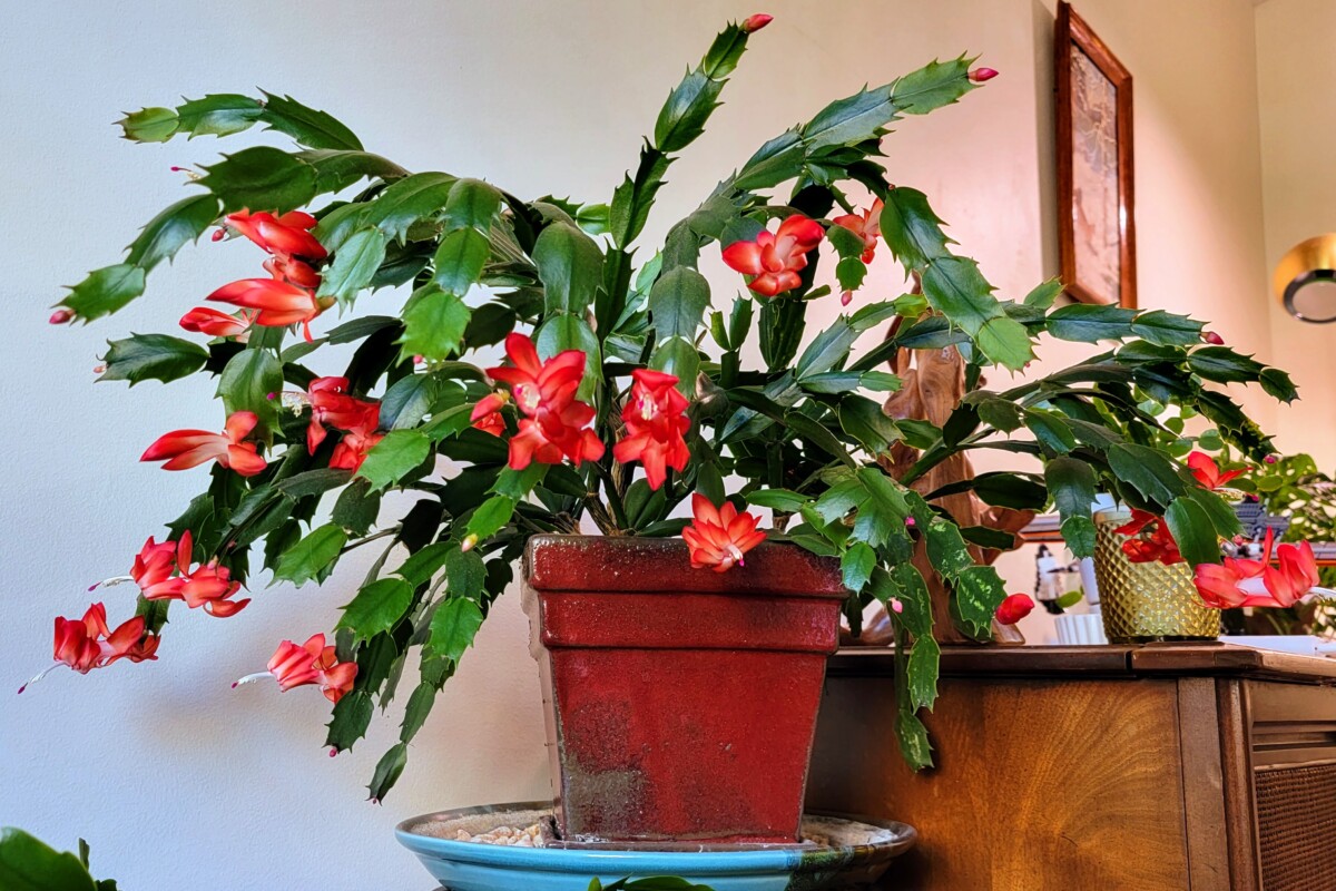 Bright red Thanksgiving cactus in bloom