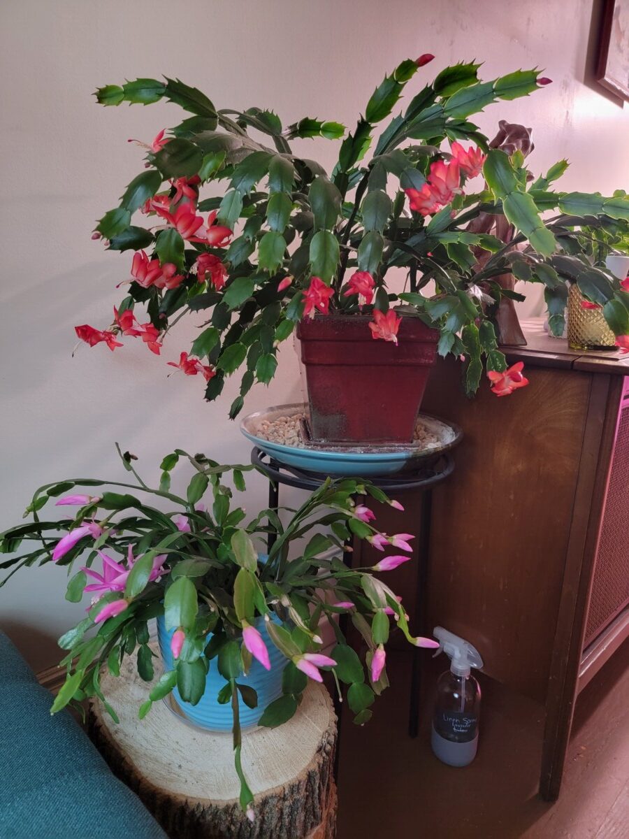 Two blooming holiday cacti