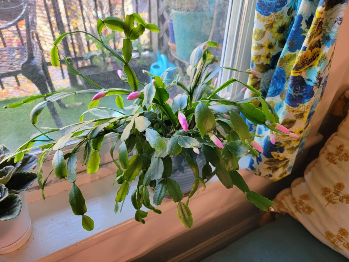 Christmas cactus getting ready to bloom
