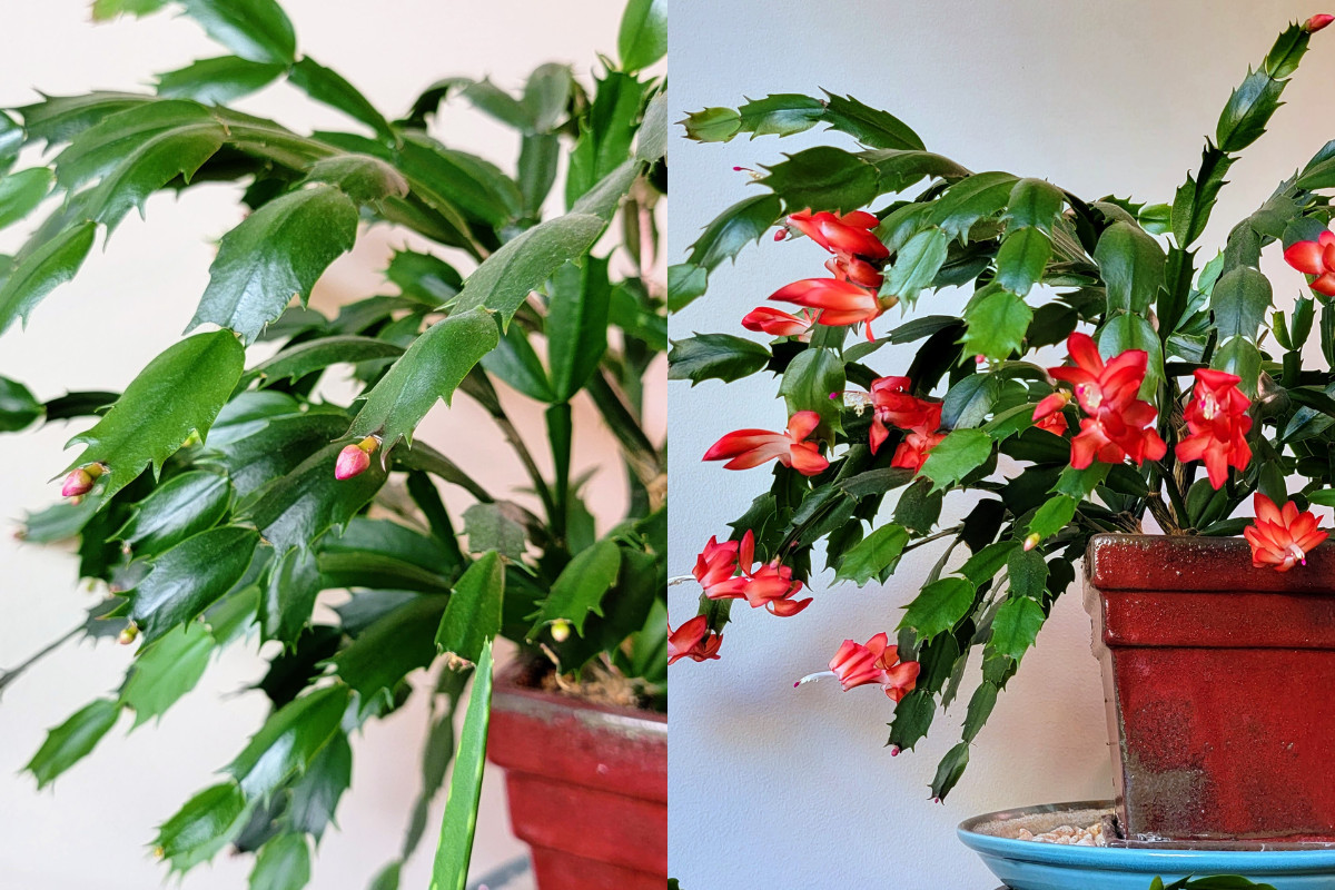two photos of Christmas cactus