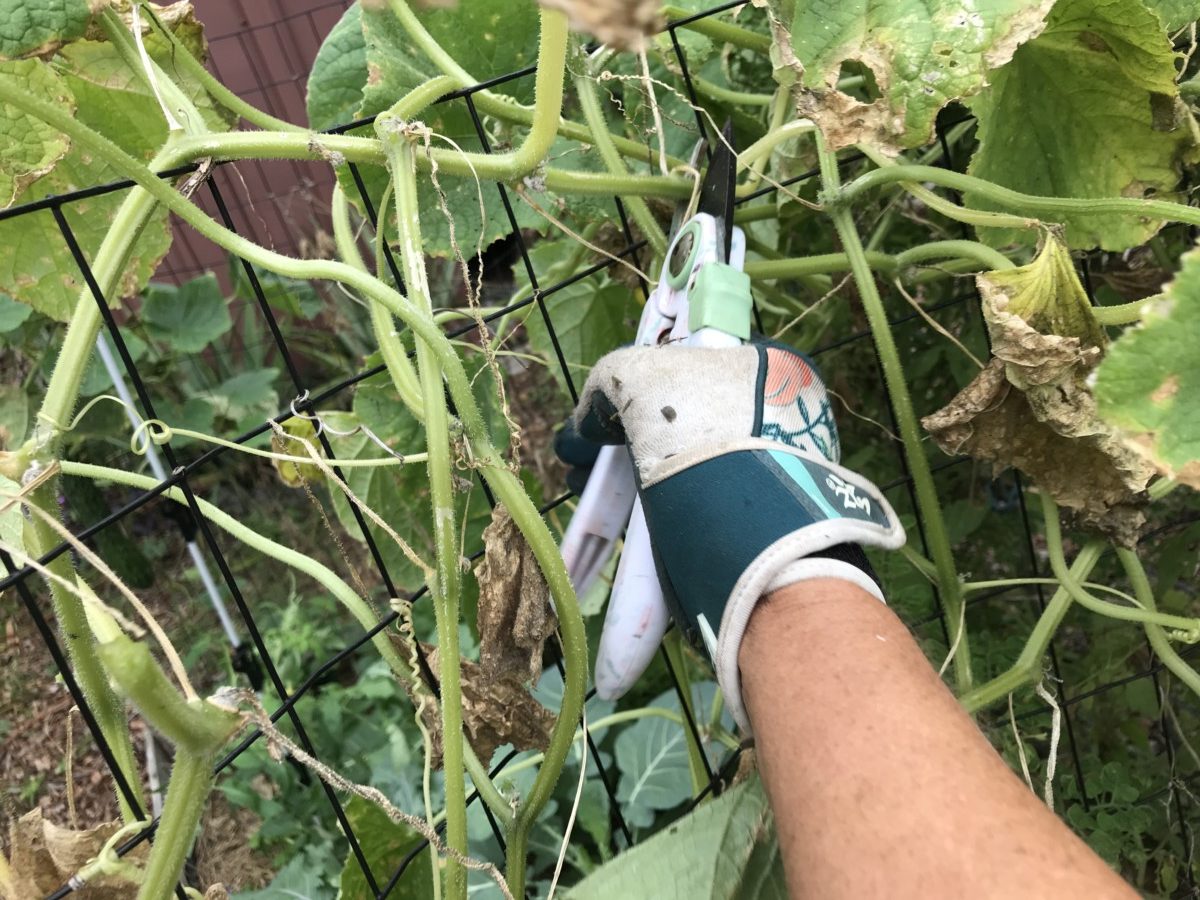 Gloved hand pruning squash leaves