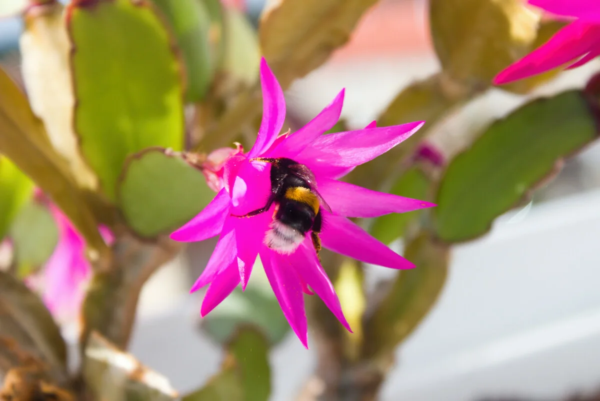 Bee pollinating an Easter cactus flower.