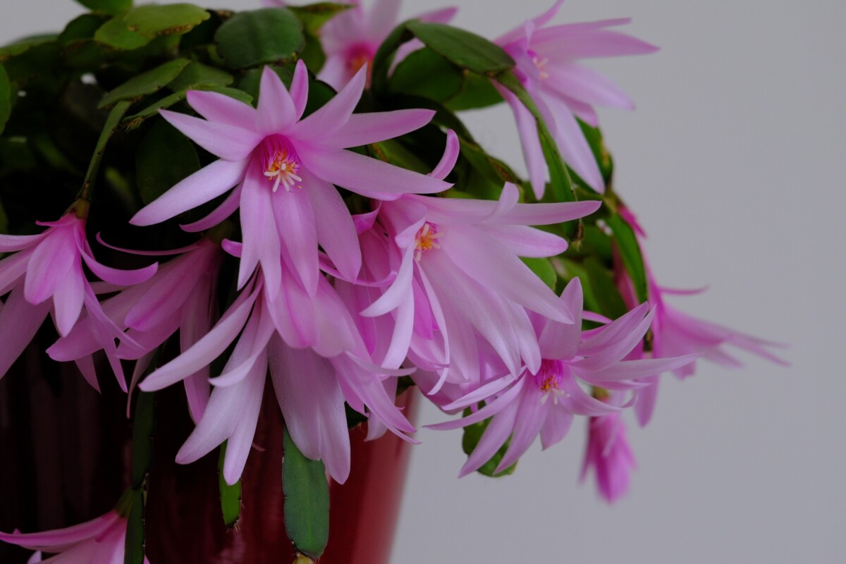 Easter cactus covered in pink blossoms.