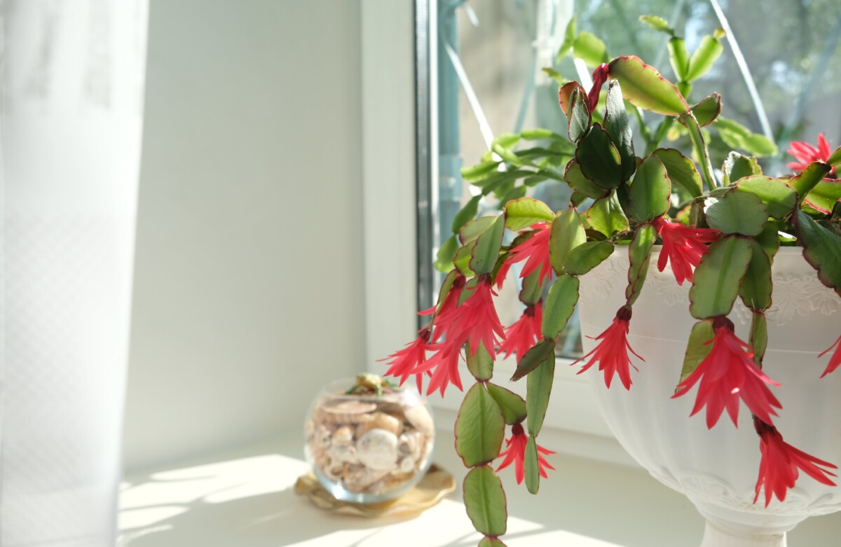 Easter cactus in a white pot in a sunny window.