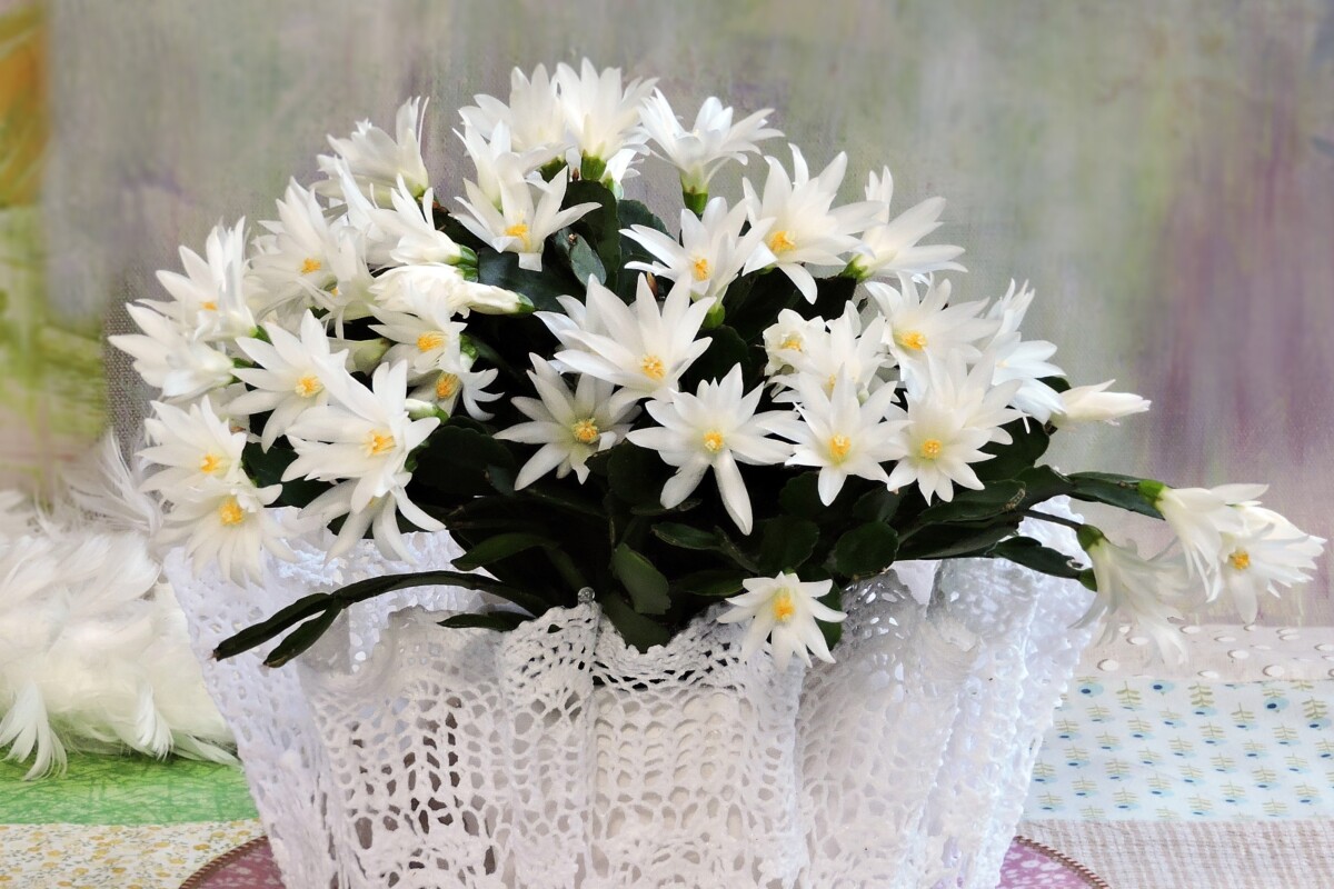 Large white Easter Cactus