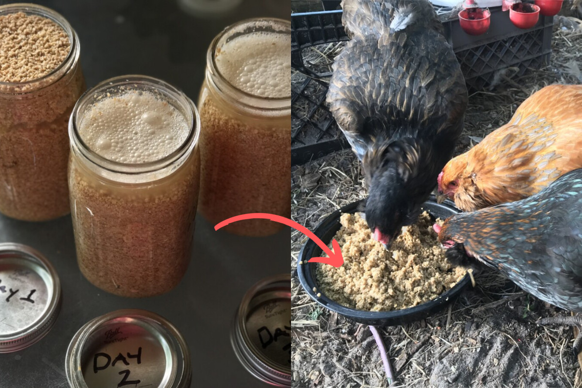 Jars of fermented feed, chickens eating feed
