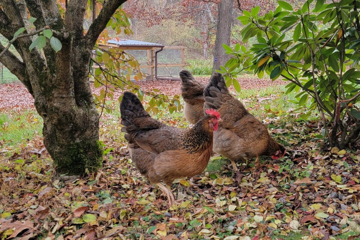 Three Bielefelder chickens foraging in fall leaves, chicken coop in the distance