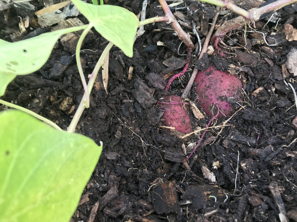 Unearthed sweet potato