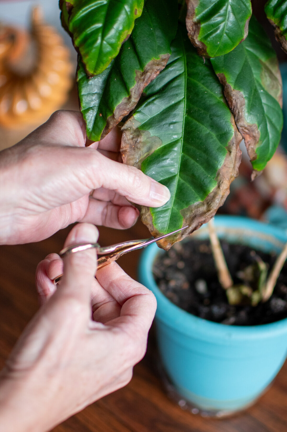 Woman's hand using scissors to trim off dead part of plant leaves.