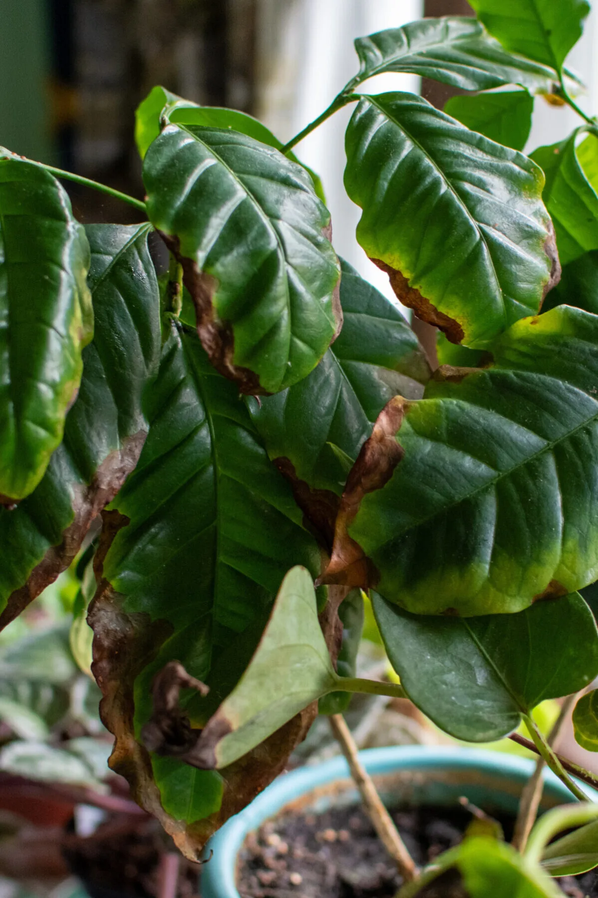 Coffee plant with brown leaf tips and edges. 