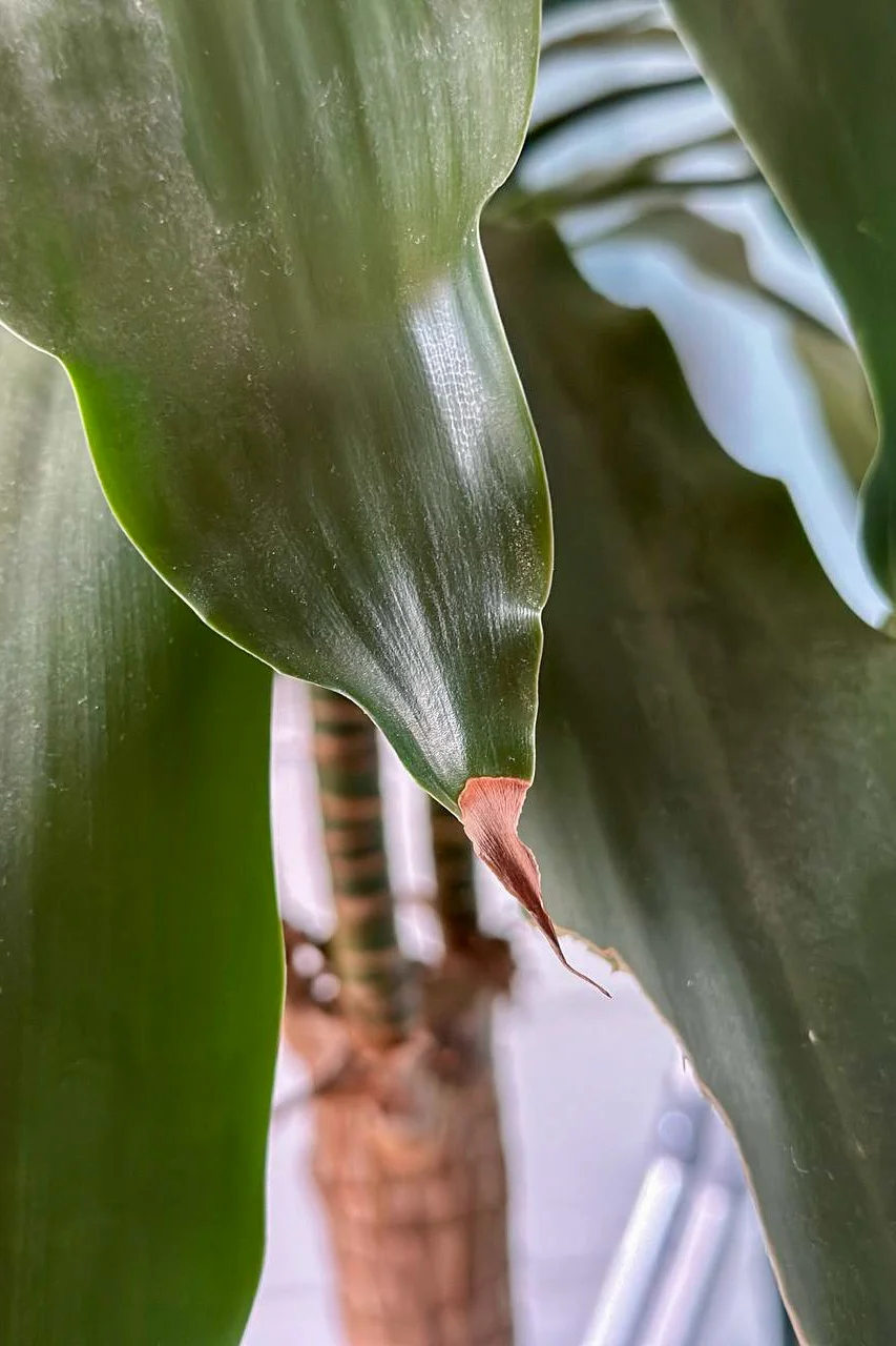 Close up of dead leaf tip.