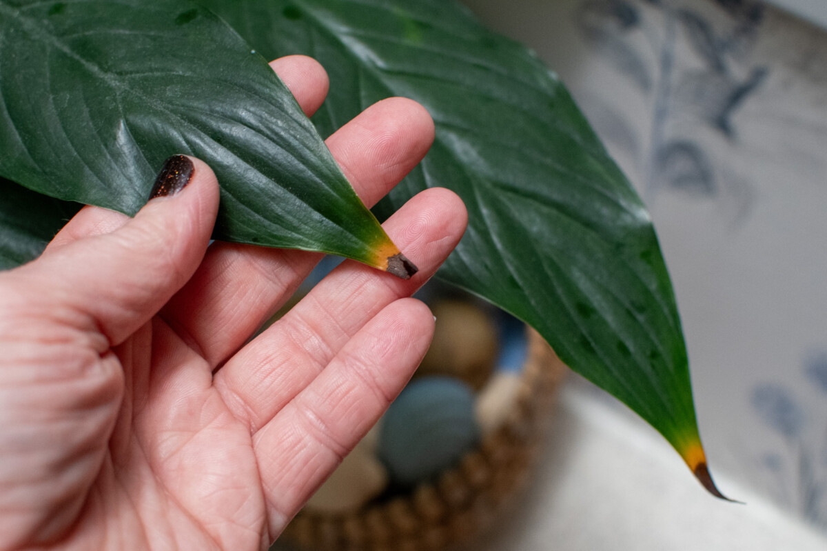 Woman's hand holding peace lily leaf with brown tip
