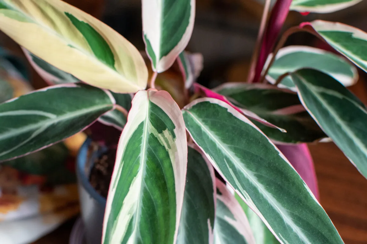 Healthy, houseplant with green, cream, burgundy and pink leaves.