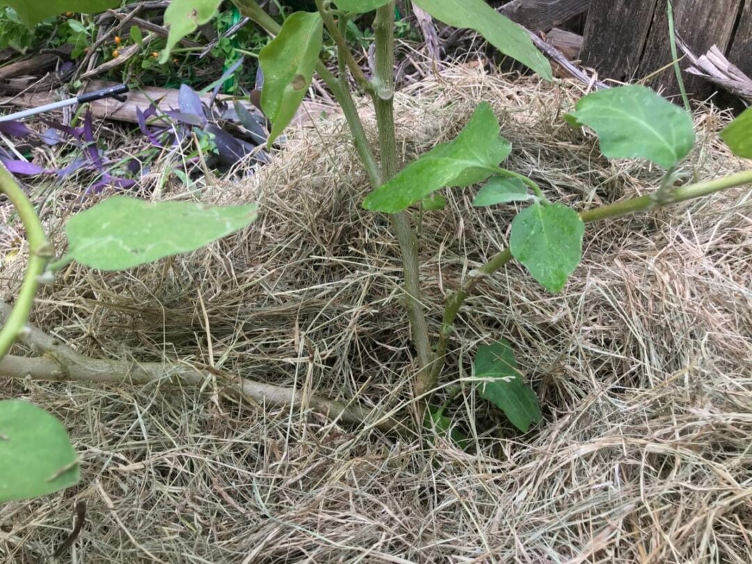 My Brilliant Hack to Protect Plants from Frost and Cold Snaps in the South