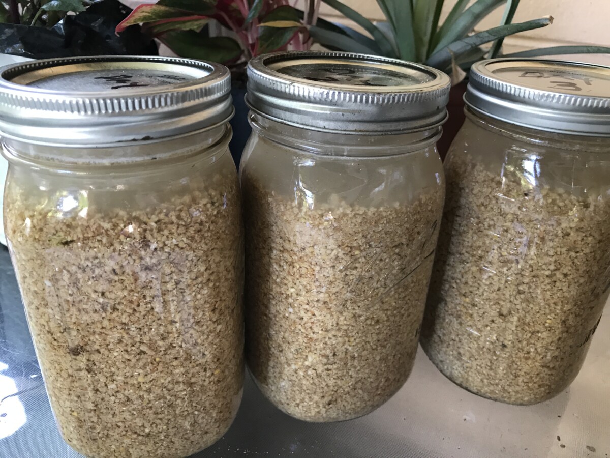 Three mason jars filled with chicken feed and water