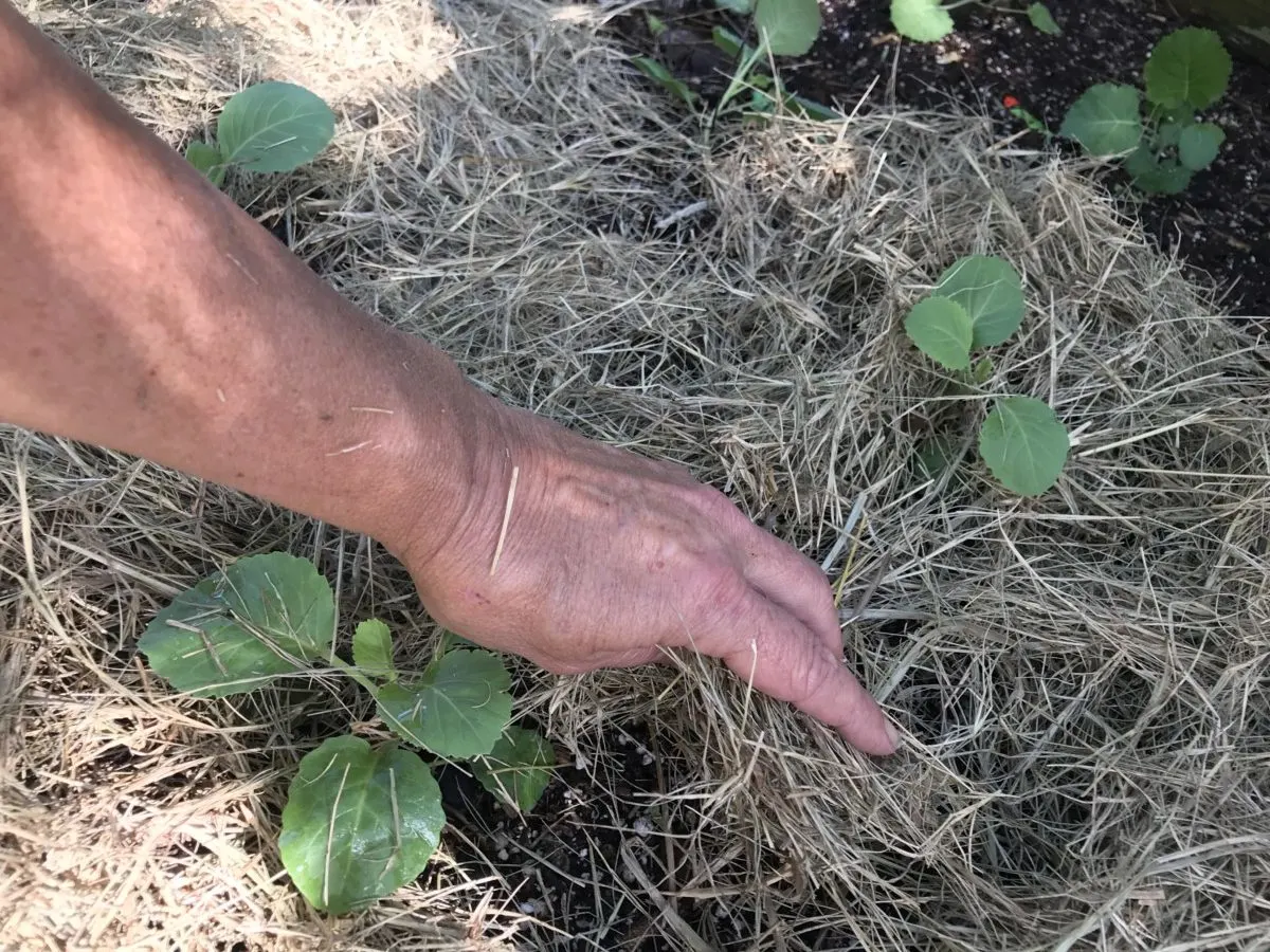 Hand adding straw to young brassicas.