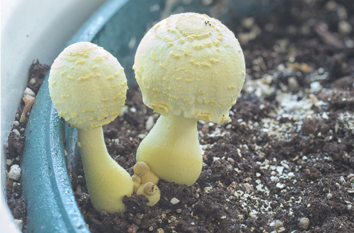 Agaric mushrooms growing in potting soil.