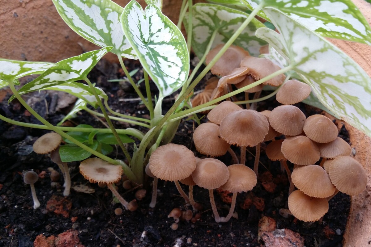 Lawnmower mushrooms growing in the same pot as an arrow plant.