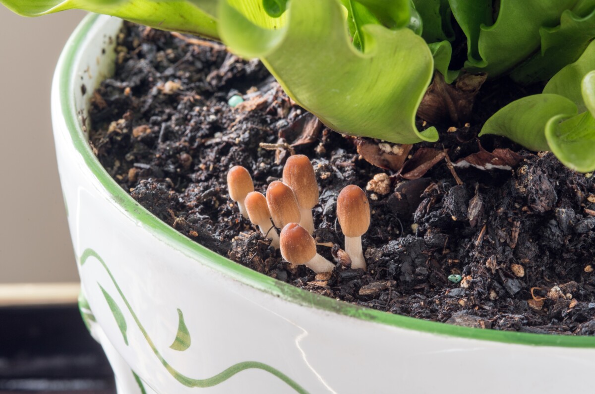 Tiny mica cap mushrooms growing in a potted fern.
