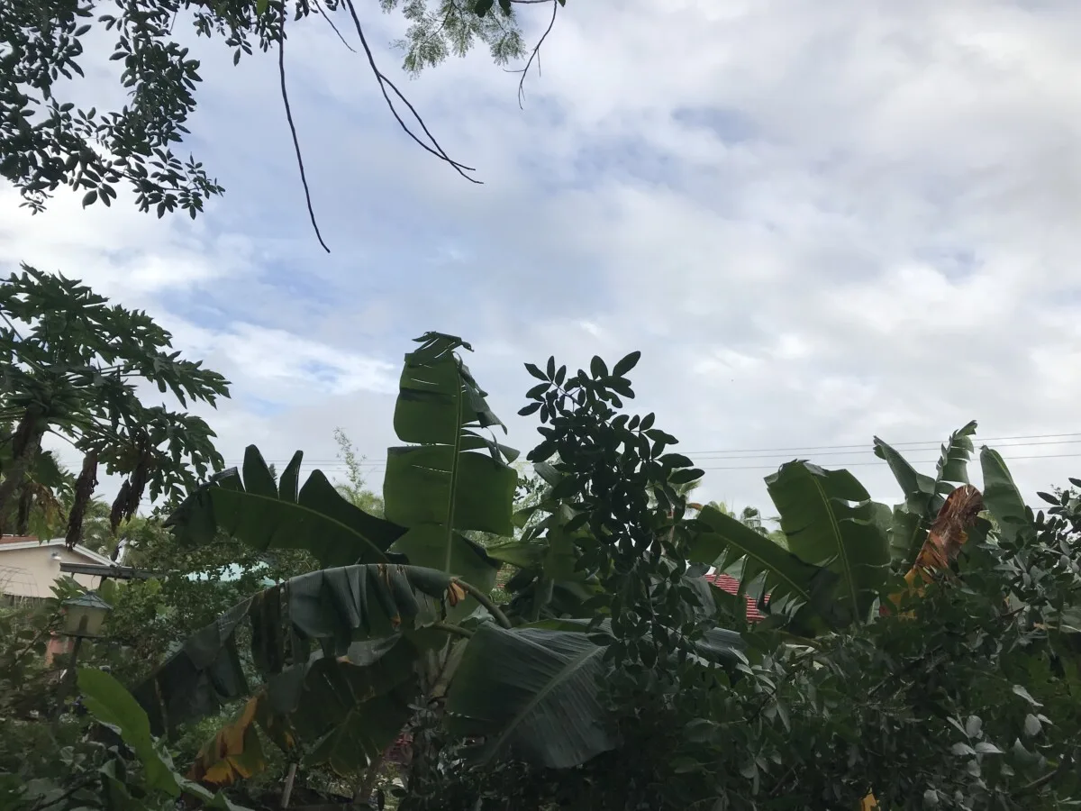 Tropical plants in a backyard.