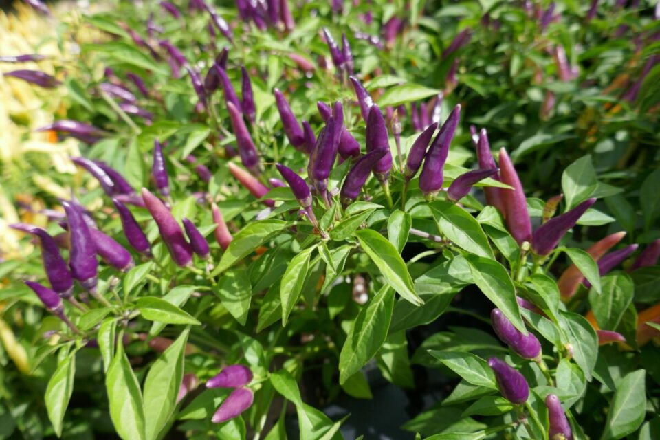 Pepper Corking – What You Need to Know About Woody Lines on Peppers