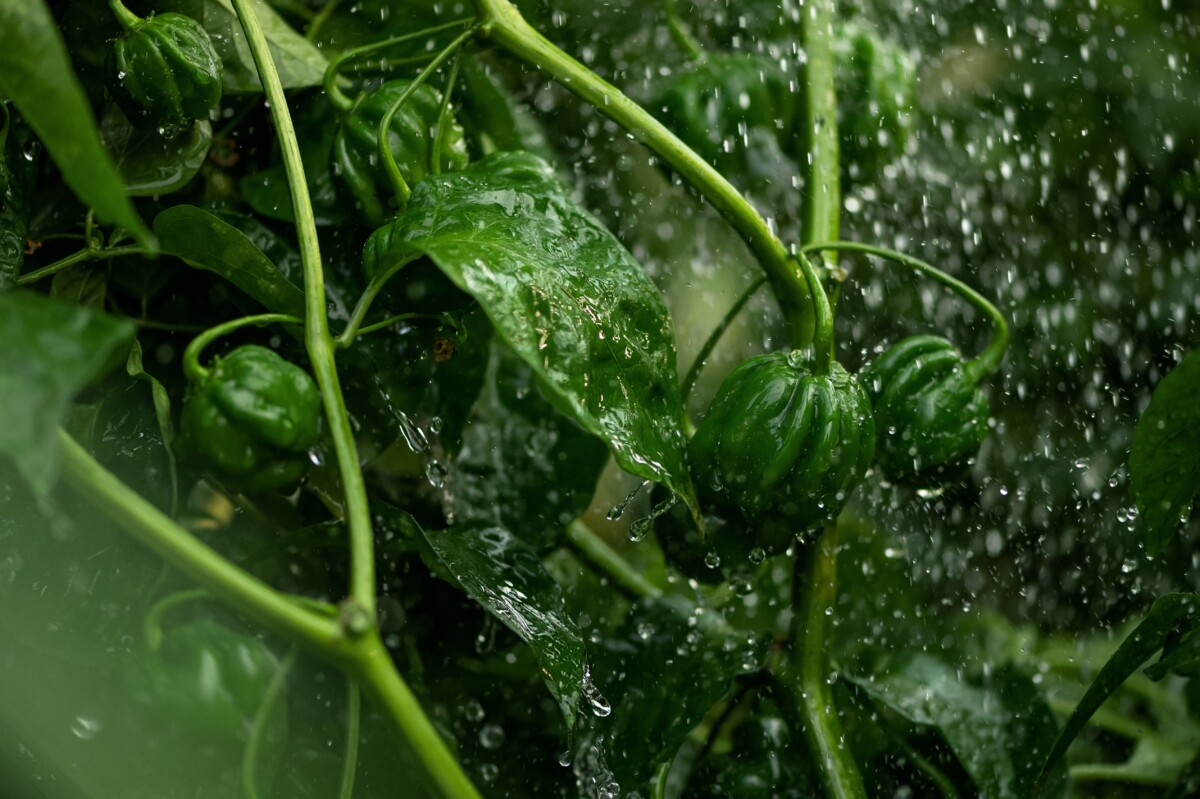 Watering peppers