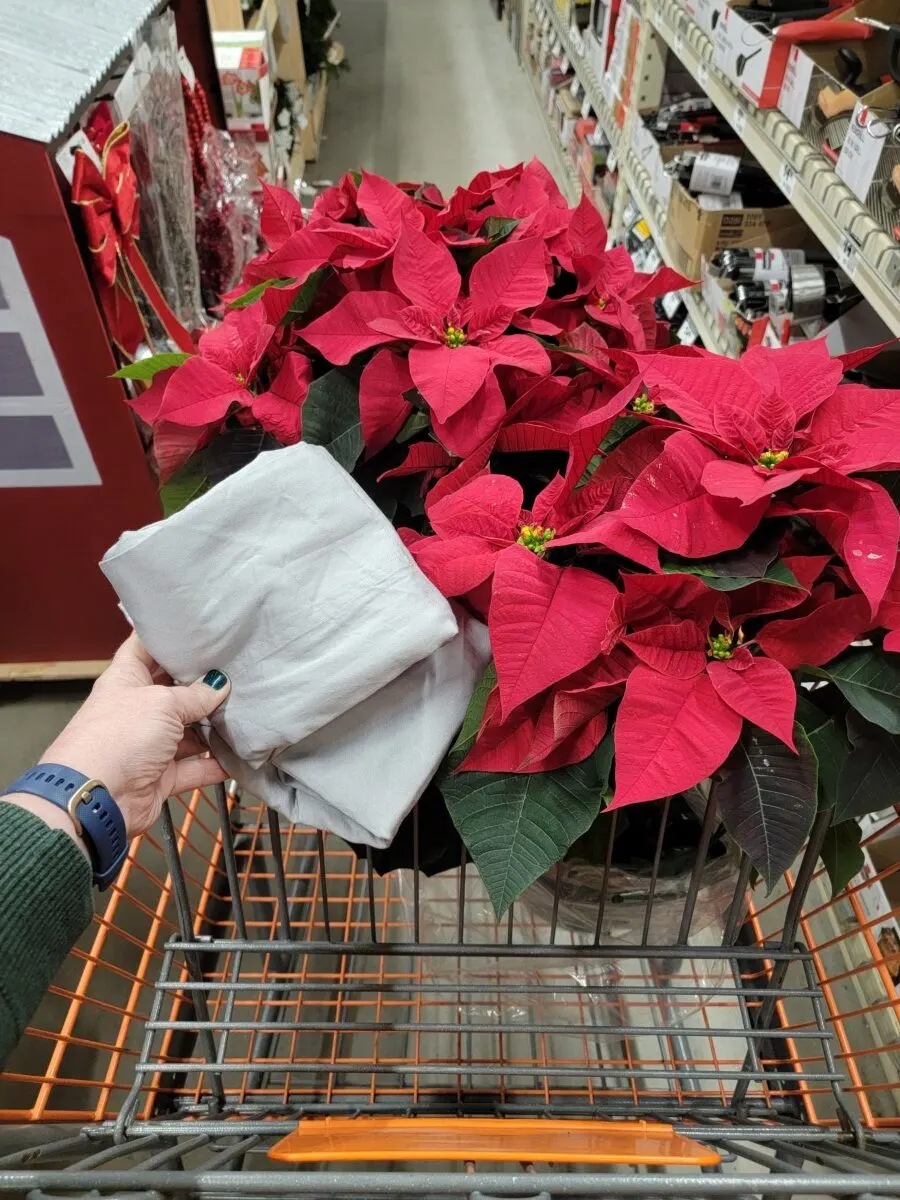 Woman's hand holding pillowcases up next to two poinsettias.
