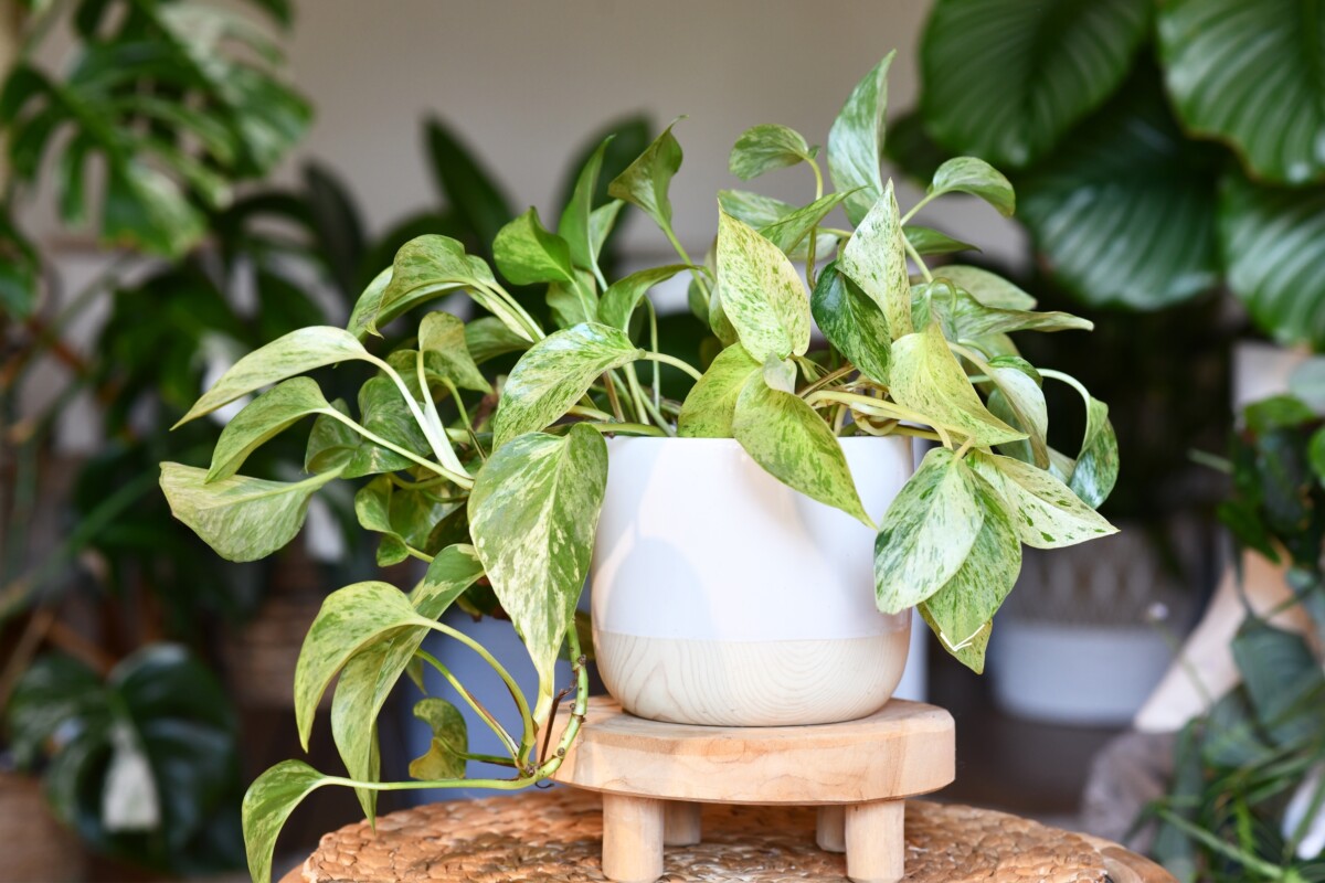 Potted pothos on stand