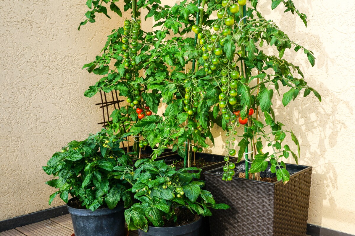 Three large potted tomato plants growing on a balcony.