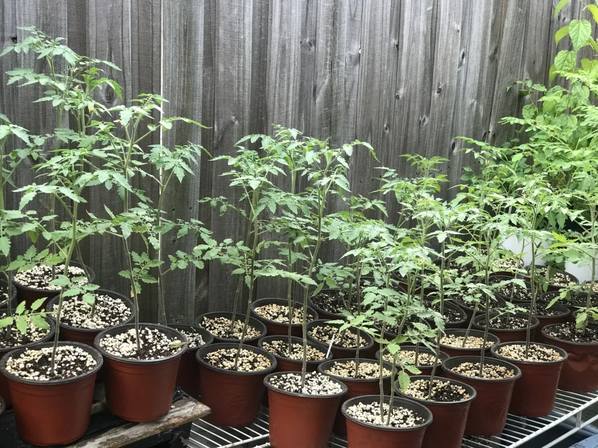 Tomato seedlings growing in pots.