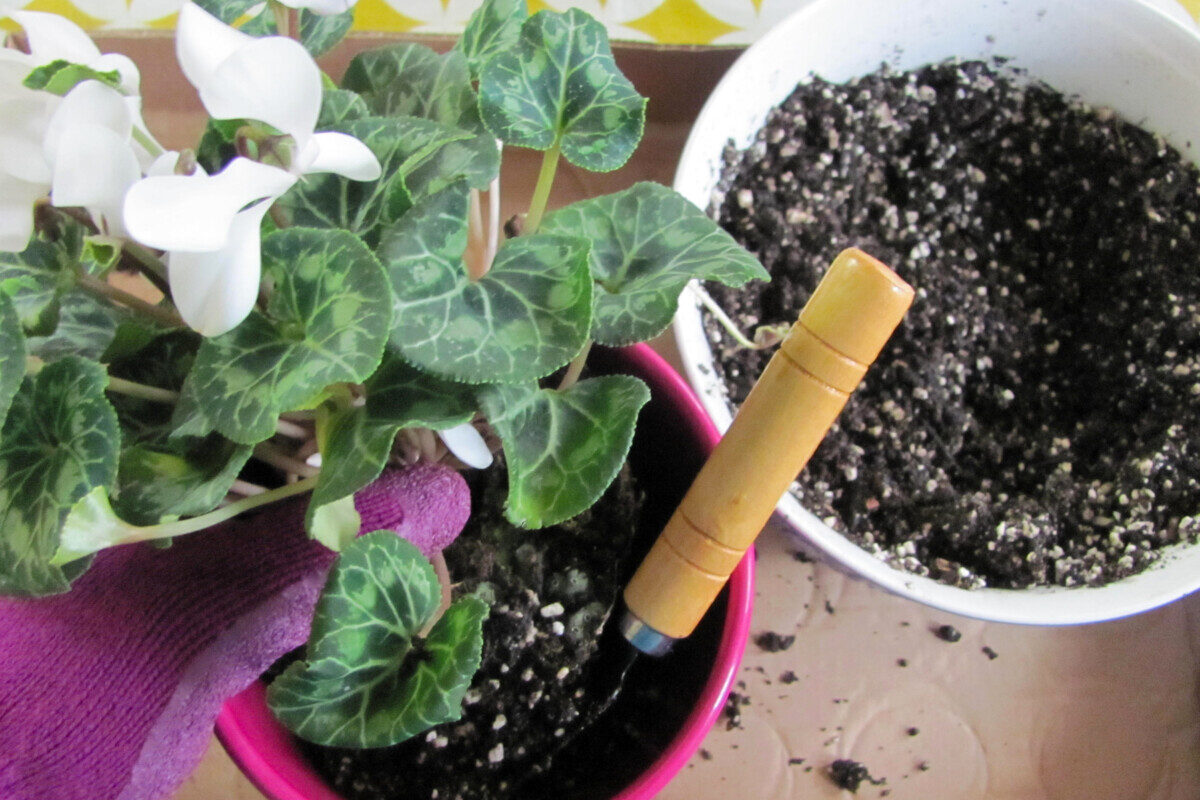 Gloved hand repotting cyclamen. 