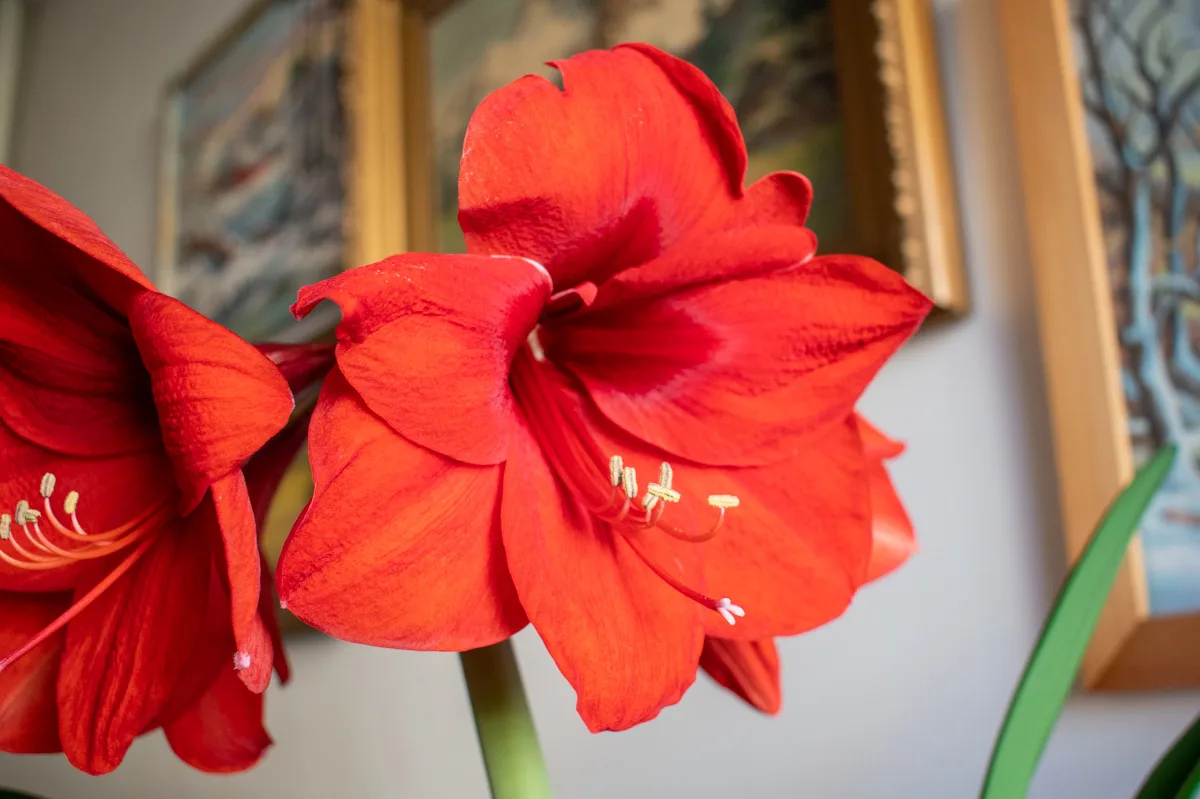 Bright red amaryllis bloom