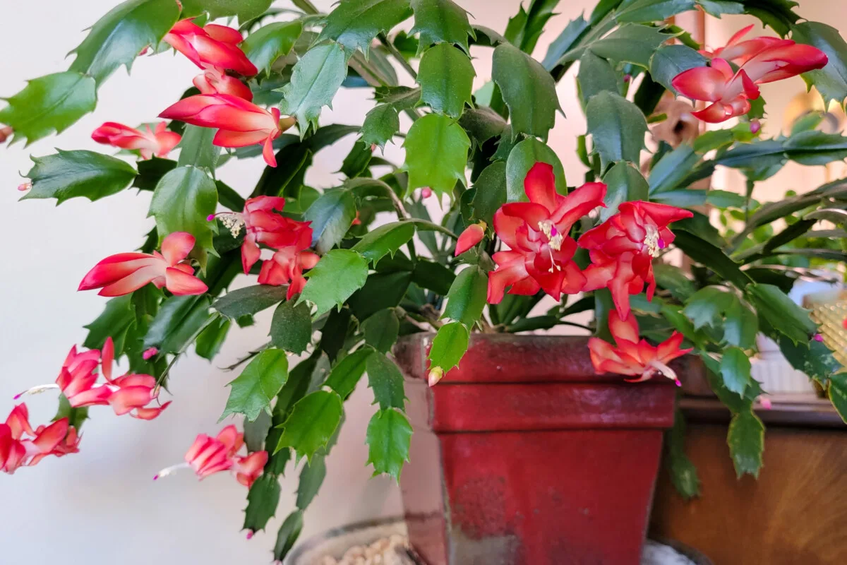 Thanksgiving cactus with lots of blooms