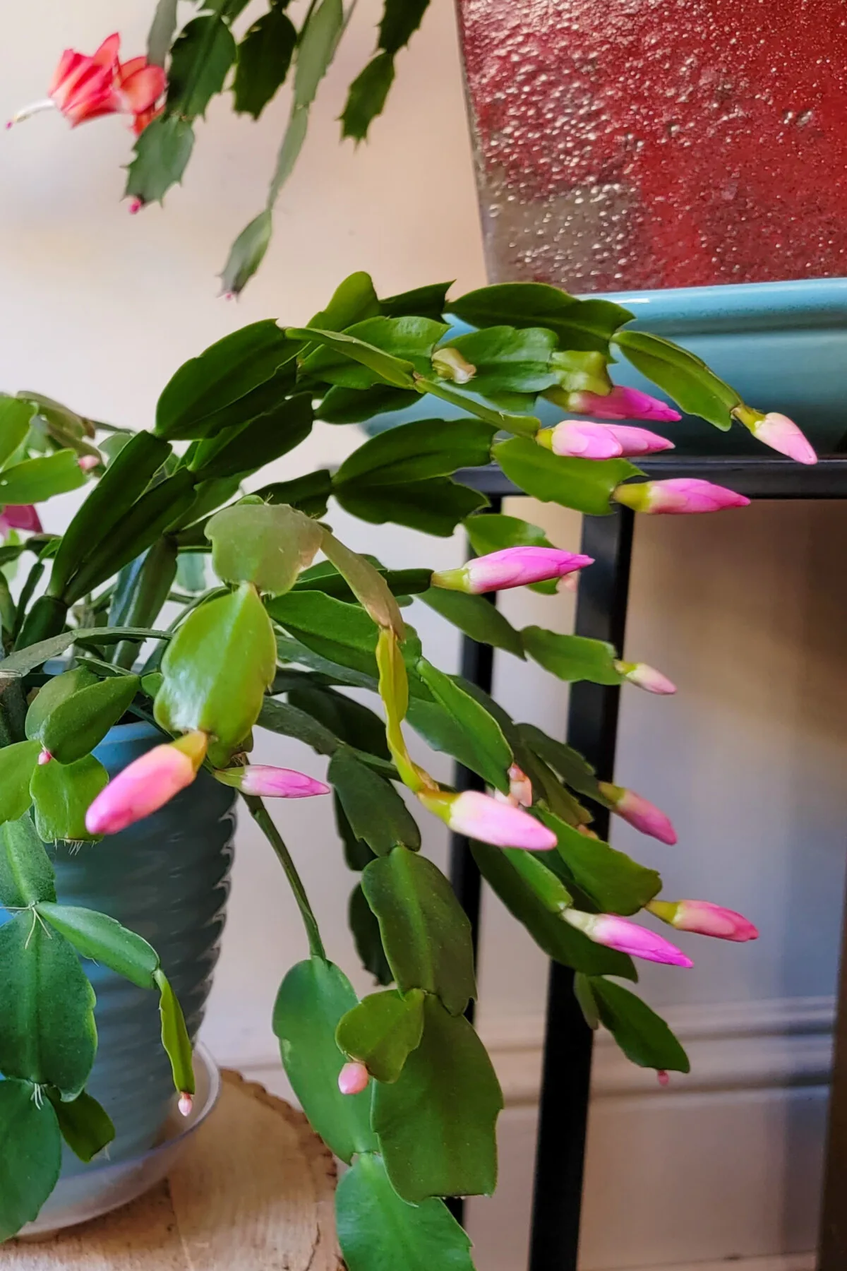 Christmas cactus covered in pink buds