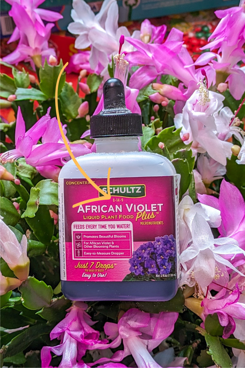 Bottle of Schultz African Violet food amidst holiday cactus blooms.