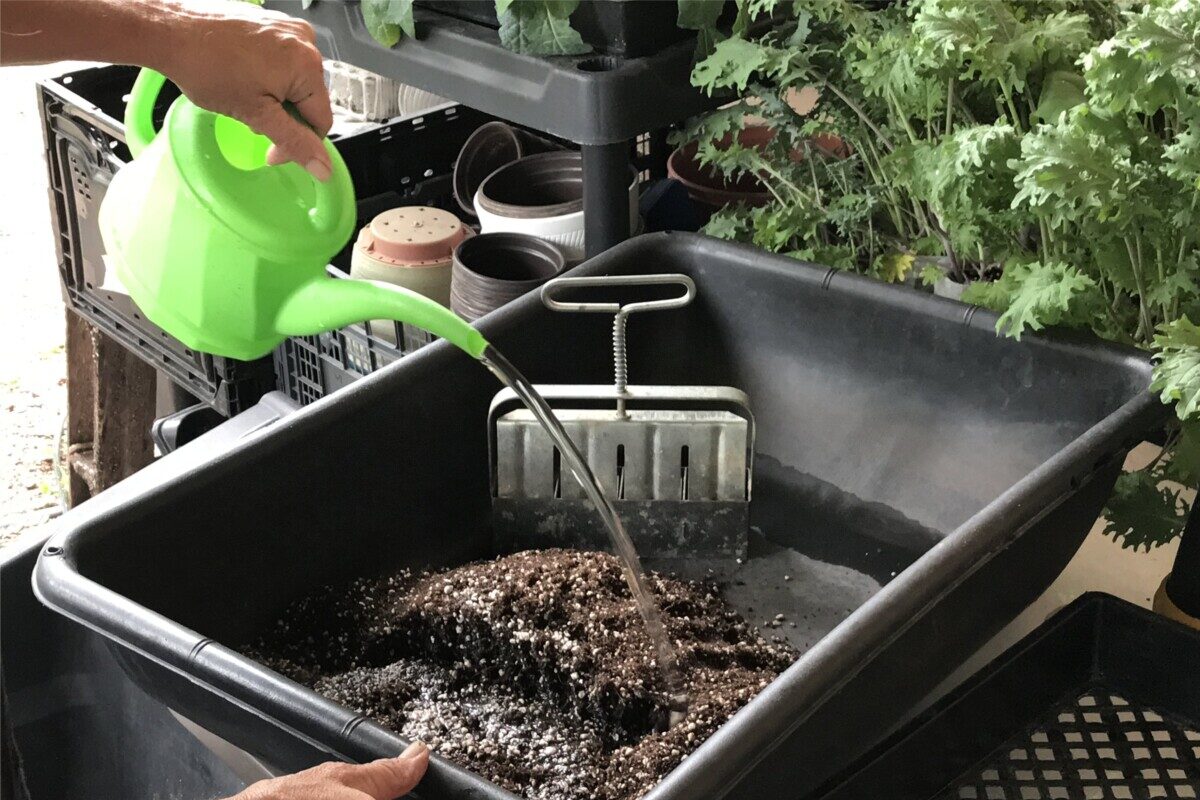 Woman's hand pouring water from a watering can into a tub of soil