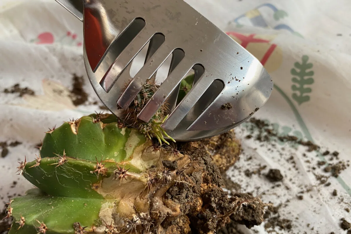 Using tongs to remove new cacti pups.