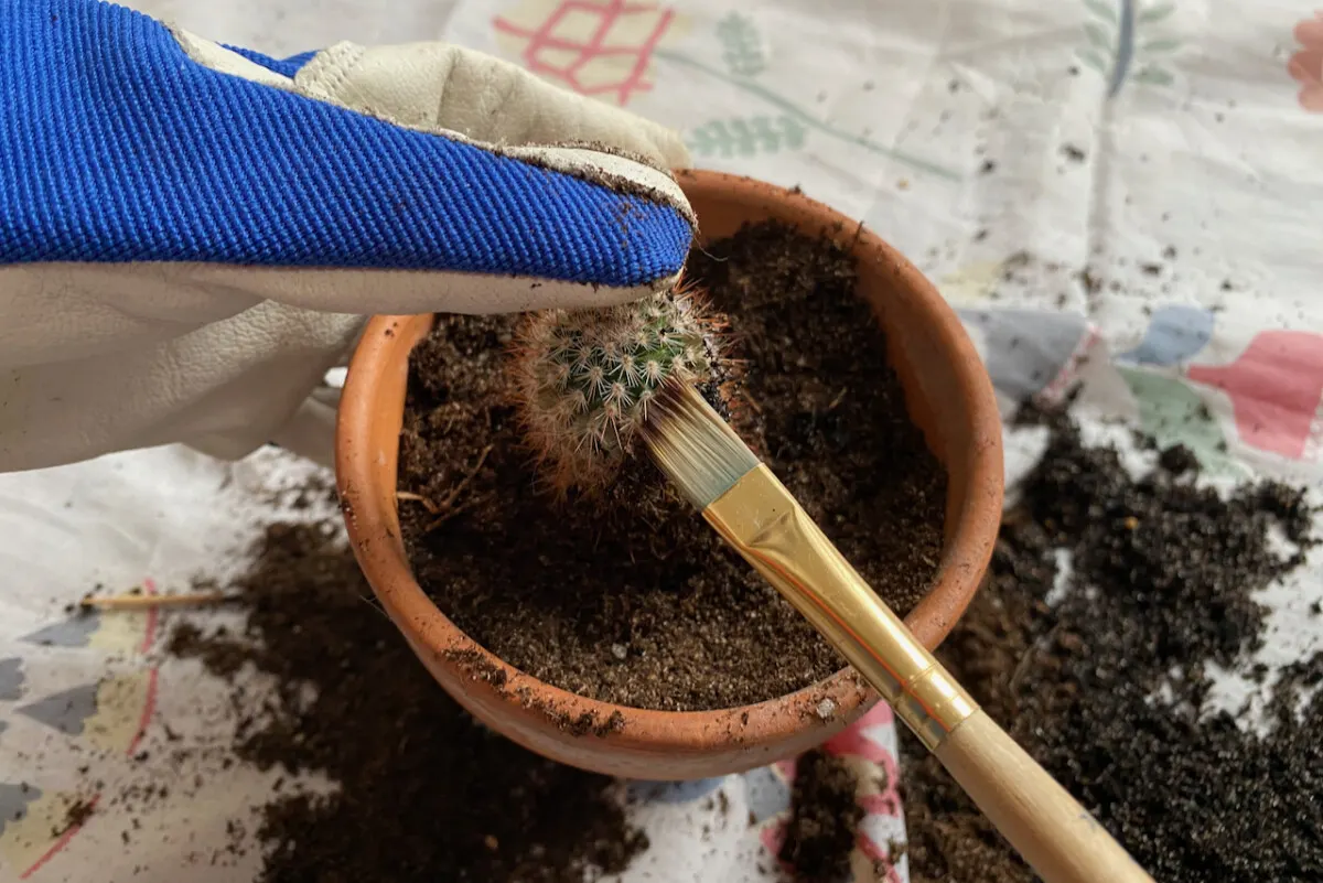 Using a small paint brush to remove dirt from a newly potted cactus. 