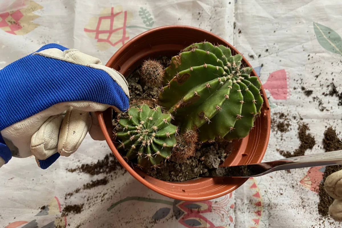 Gloved hands using a butter knife to loosen soil in a cactus pot. 