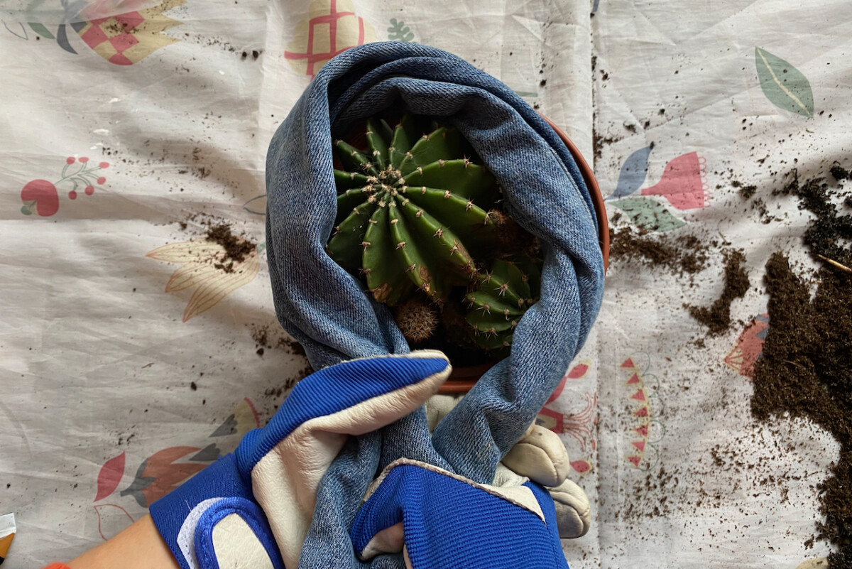 Using rolled up denim to "lasso" a cactus. 
